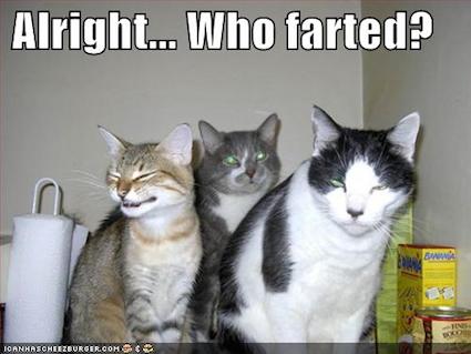 do-cats-fart-a-trio-of-culprits.jpg
