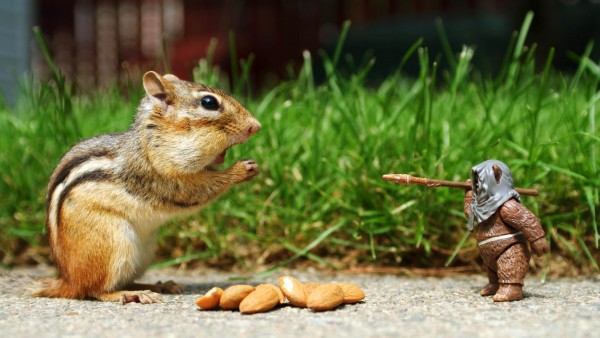 Funny-images-of-animals-for-facebook-upload-4-600x338.jpg