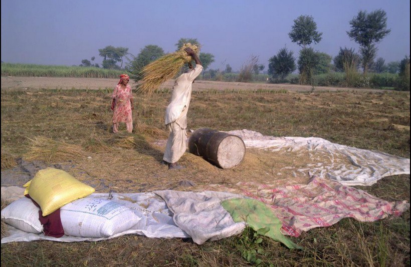 Photos-of-Pakistani-Villages-Photo-of-a-Villager-thrashing-wheat-stalks-on-a-drum-Pictures-of-Pakistani-Villages-Pakistani-Village-Life.jpg