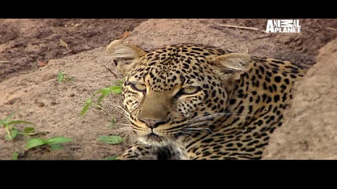Animal Planet, 95E, 12647 H