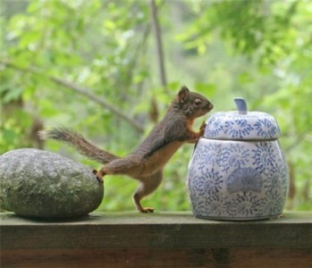 5741-wallpapers-and-pictures-of-amazing-funny-animals-free-download-349x300--wallpaper-349x300.jpg