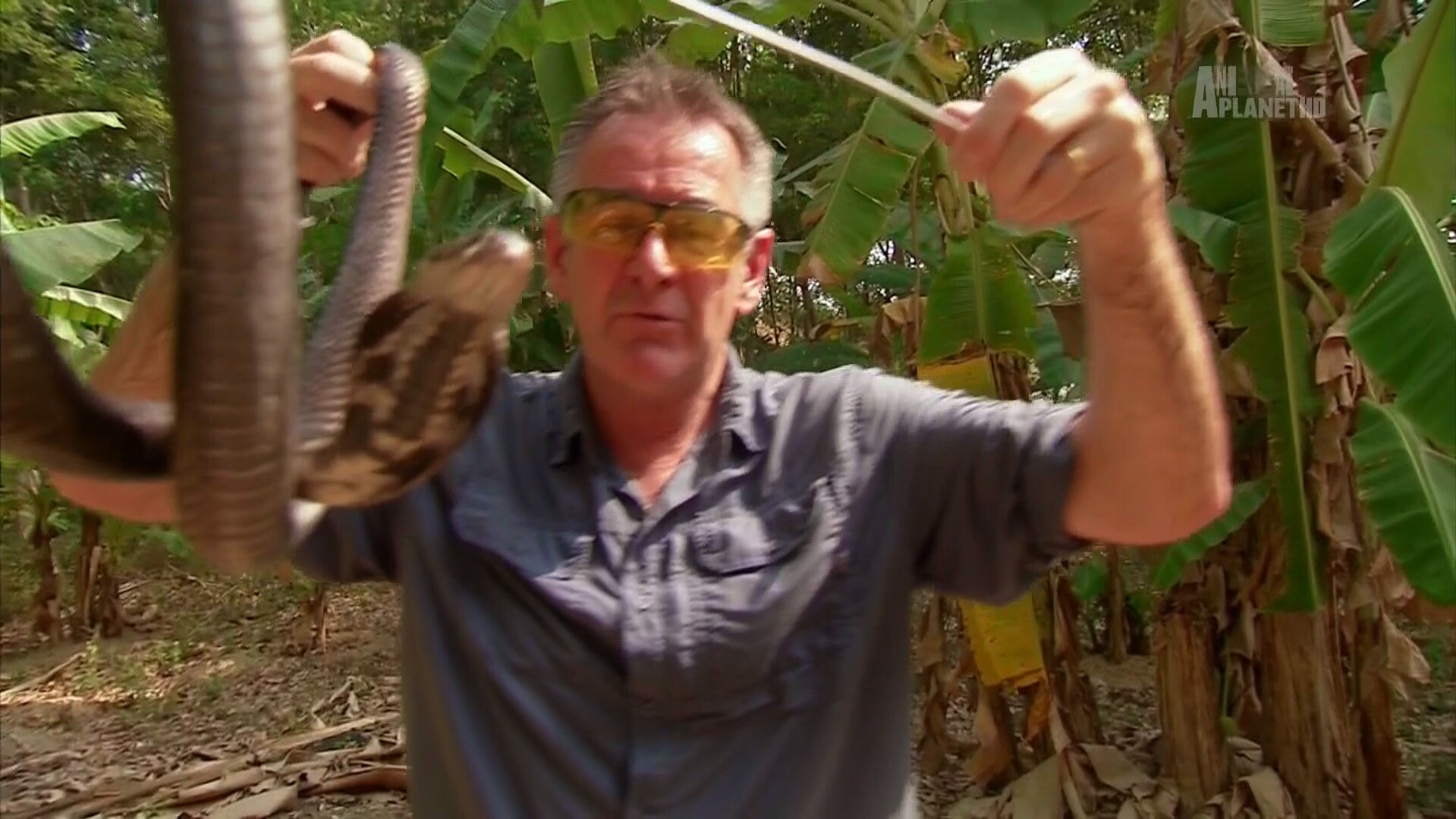 Animal Planet HD 85E 11840