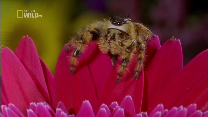 Nat Geo  Wild  HD  11258  H  13E