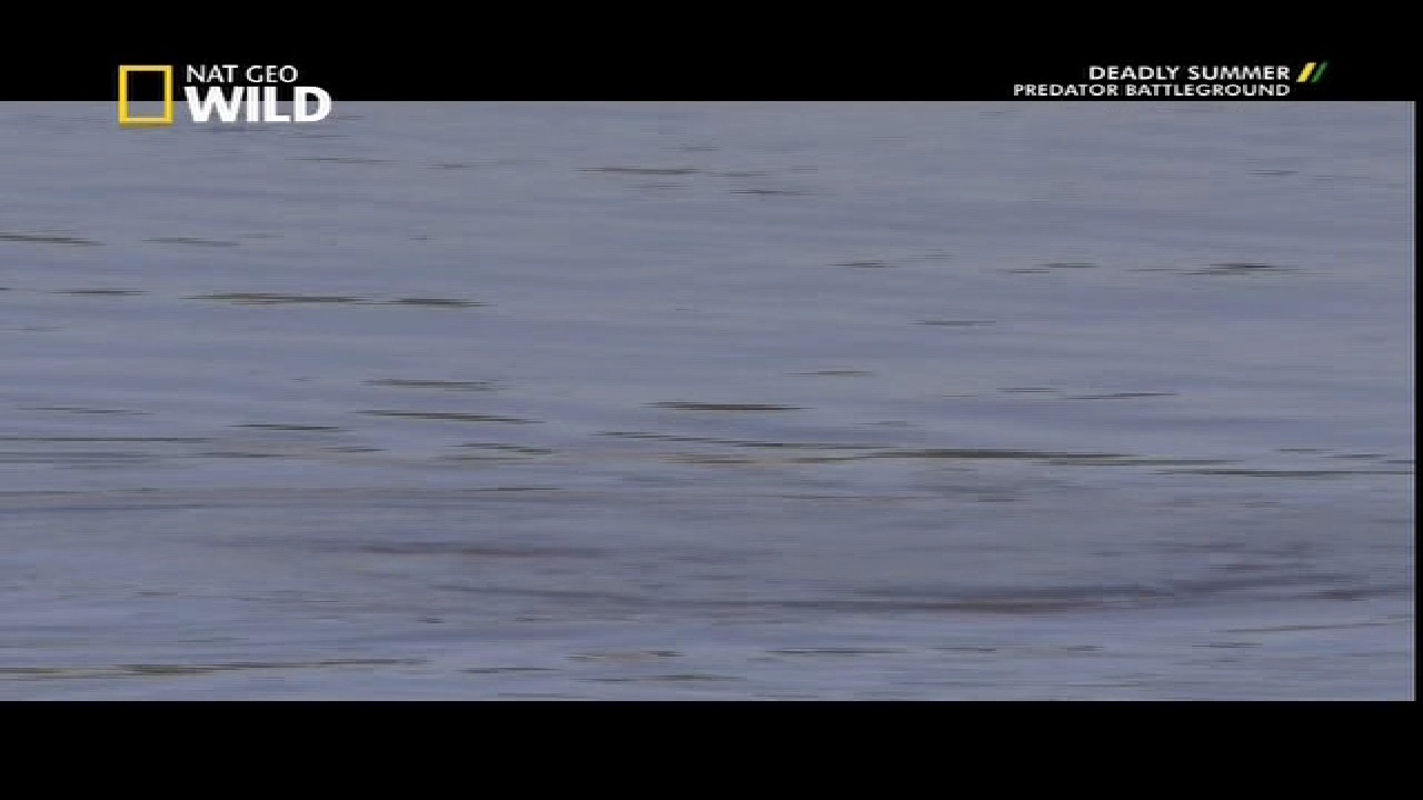 NGC WILD 95 E, 12647 V