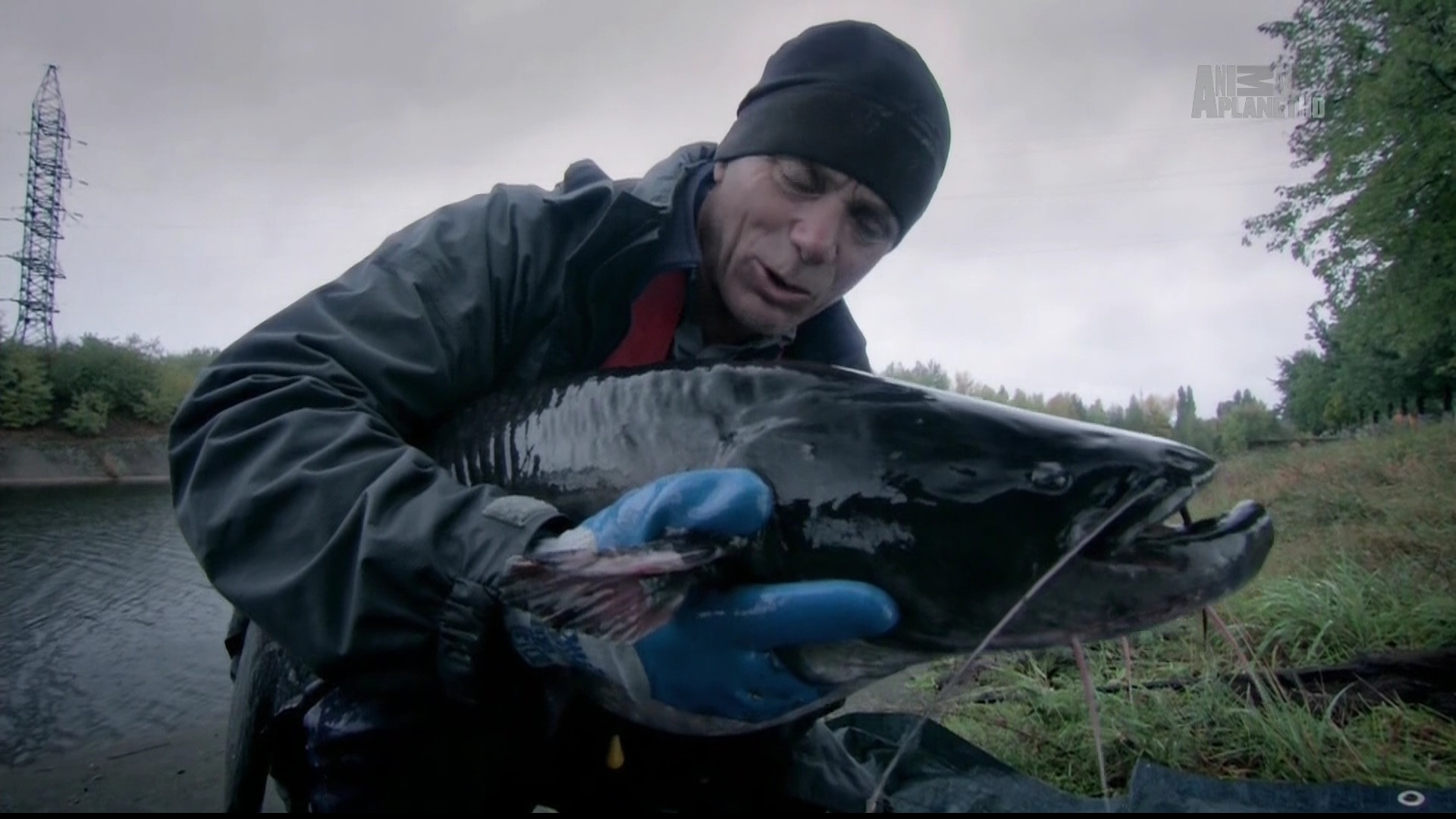 Animal Planet HD 85E 11840