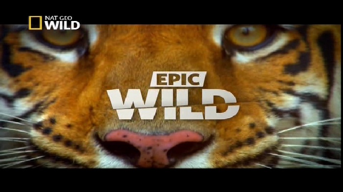 NGC WILD, 95 E, 12647 V