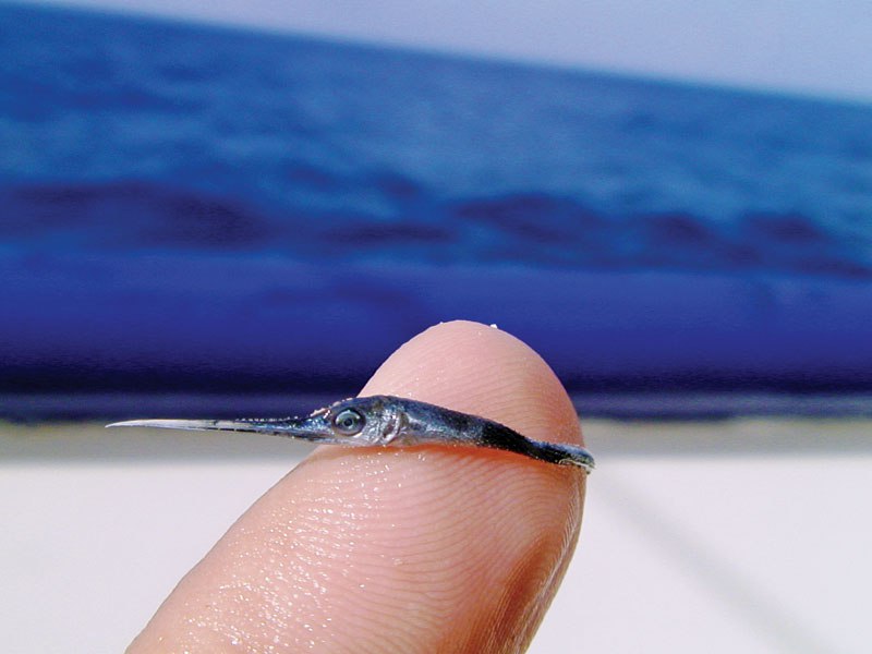 baby-swordfish-close-up.jpg