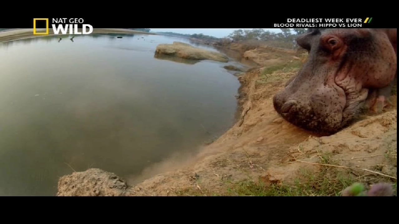 NGC Wild, 95 E, 12647 V