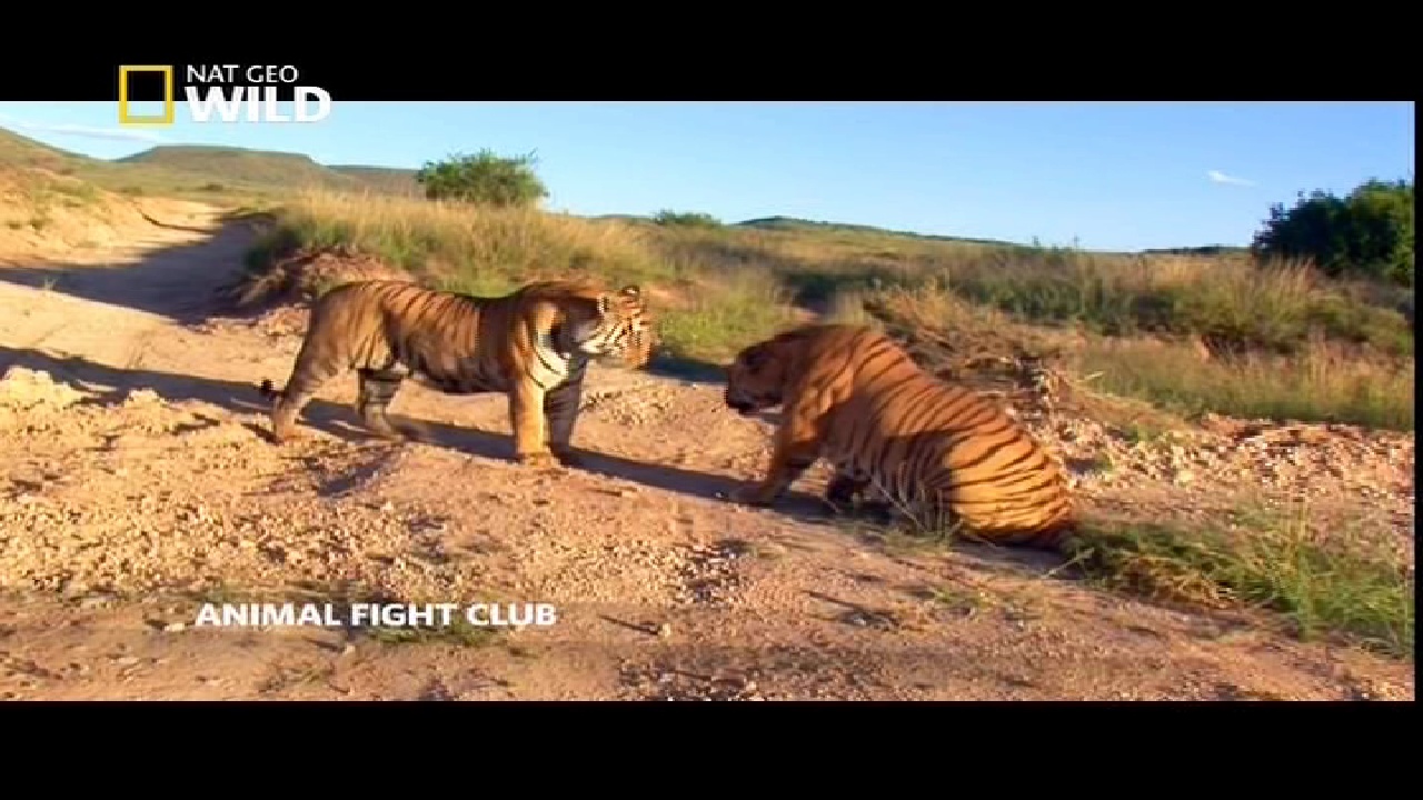 Animal Planet, 95 E, 12647 V