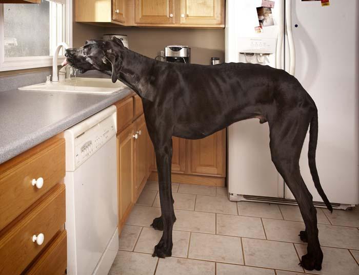 dog.jpg