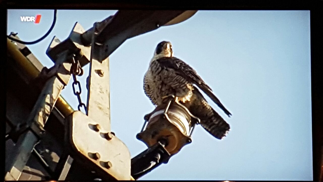 on DVB-C vienna Austria  ( terrestrial tv)