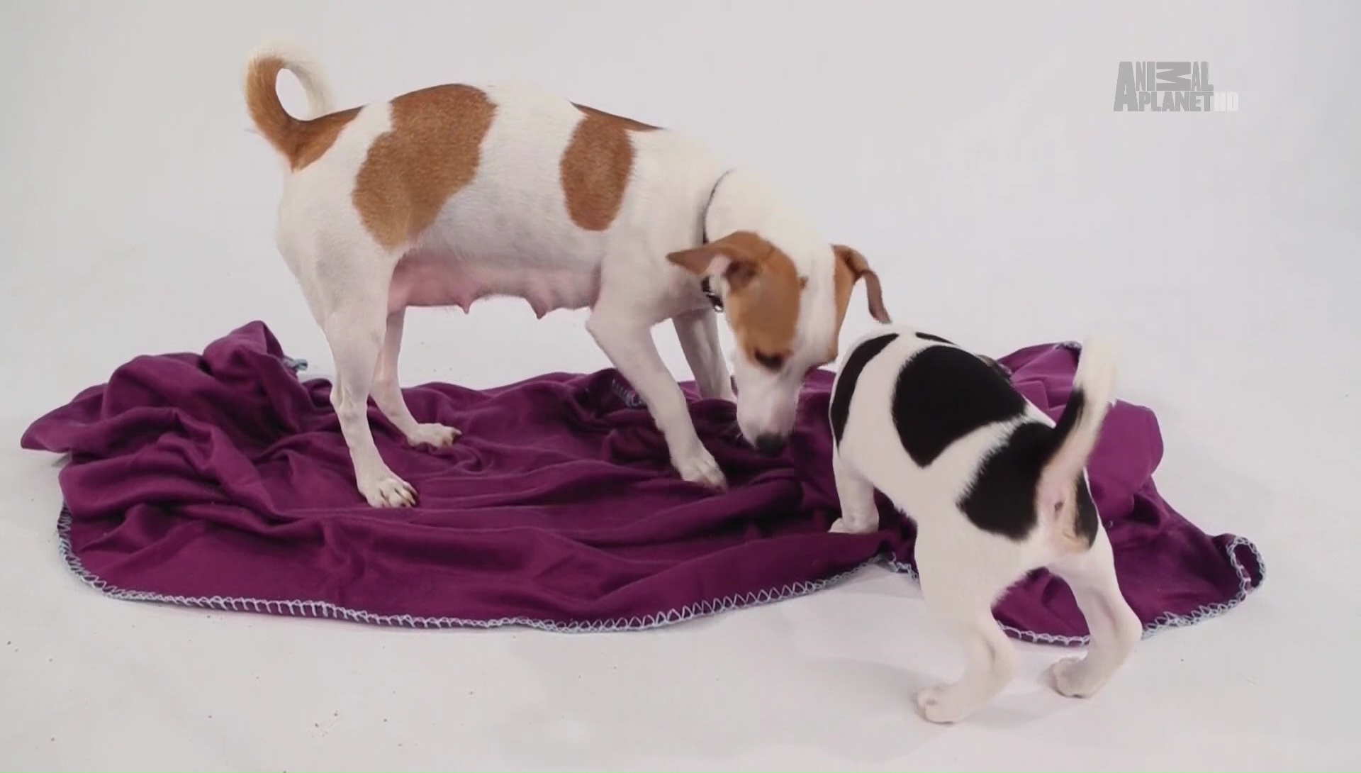 Animal Planet HD 85E 11840