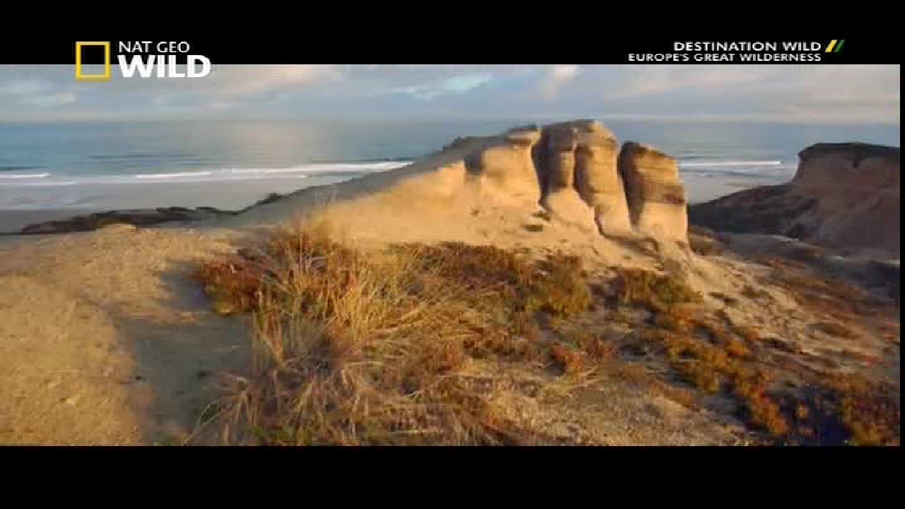 NGC WILD, 95 E, 12647 V