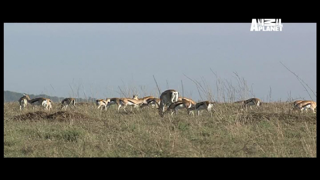 Animal Planet, 95 E, 12647 H