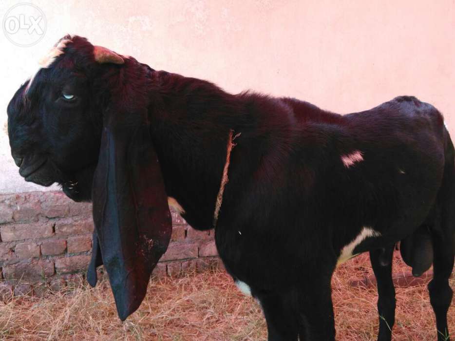 105789829_5_1000x700_big-black-bakra-eid-islamabad-capital-territory.jpg