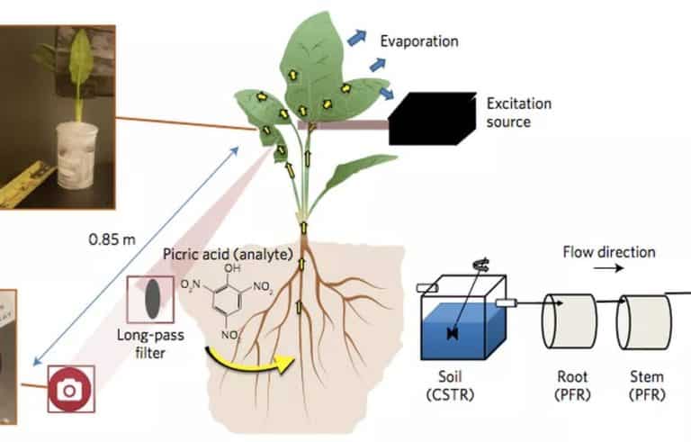 spinach-bomb-detector-768x491.jpg