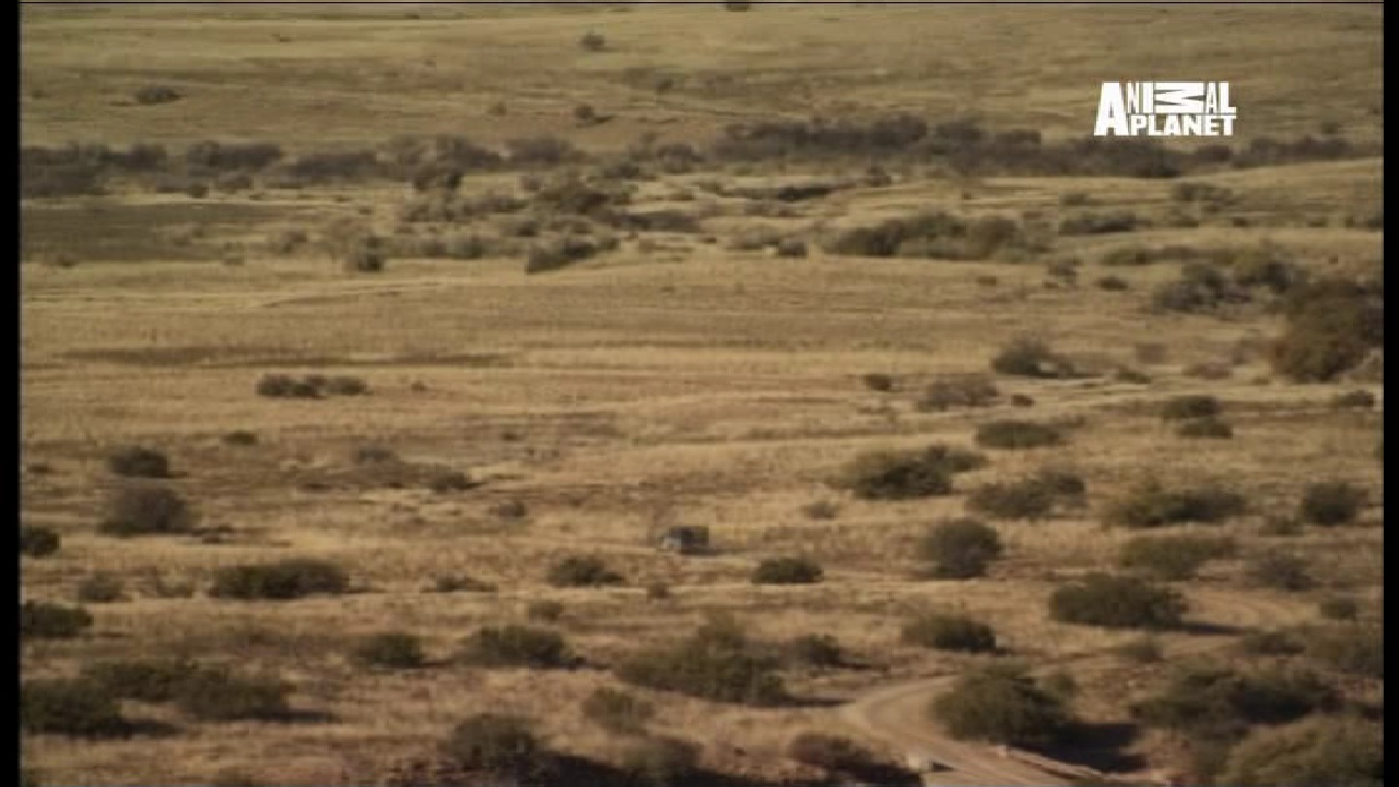 Animal Planet, 95 E, 12647 H