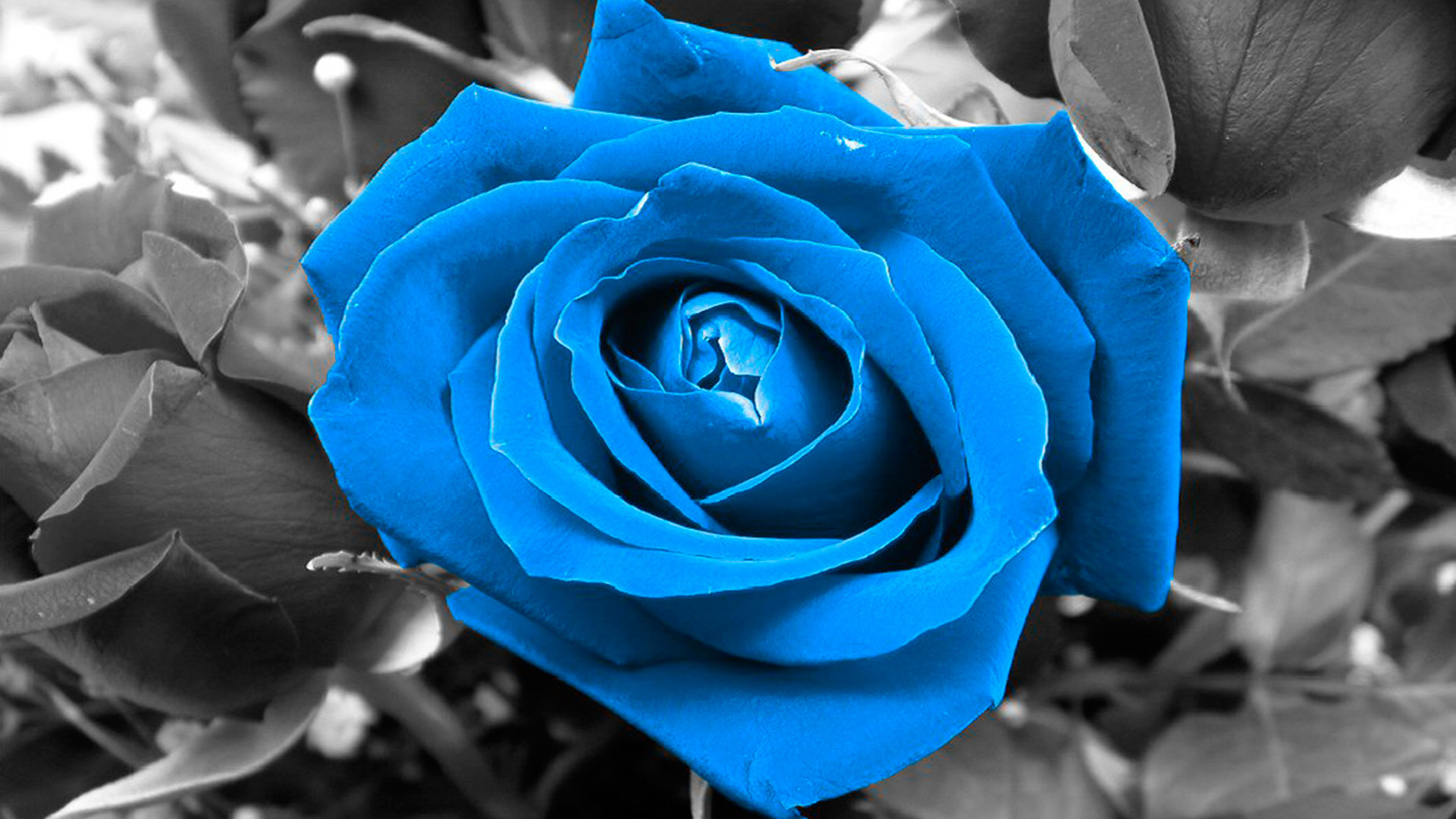 blue rose.jpg