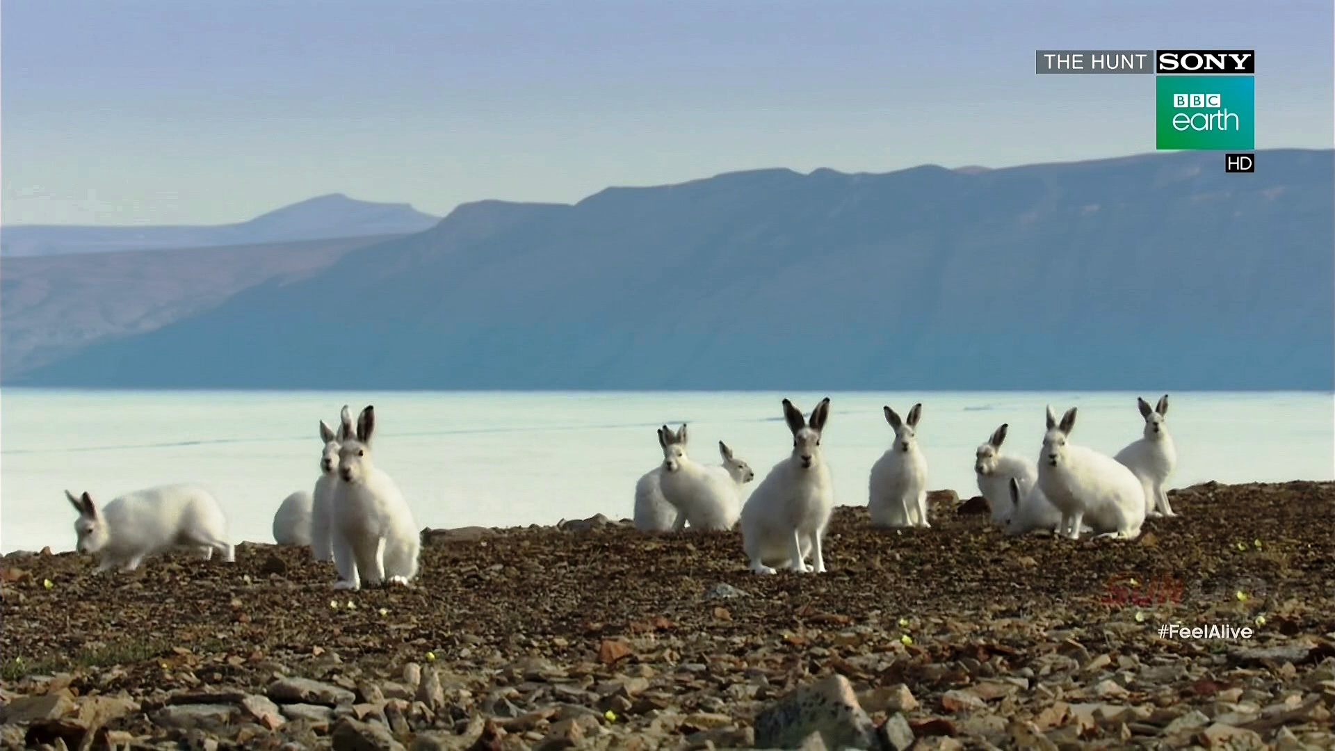 Sony BBC Earth HD<br />11670 V<br />93.5E