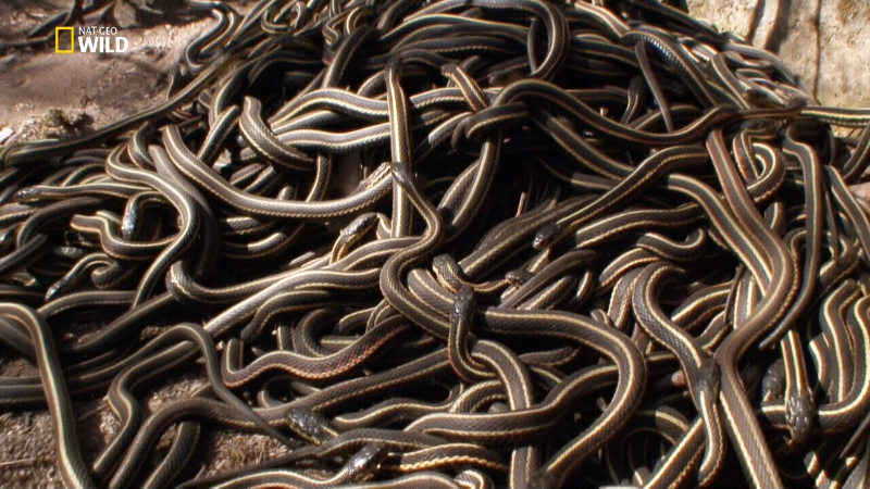 Nat Geo Wild, 42e