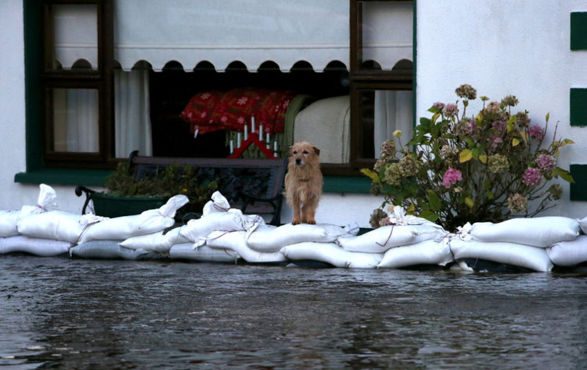 potd-dog_3539034k.jpg