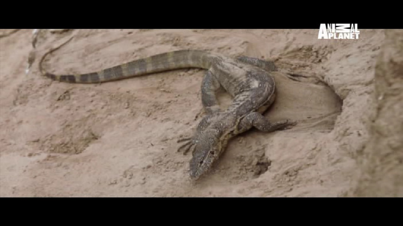 Animal Planet, 95E, 12647 H