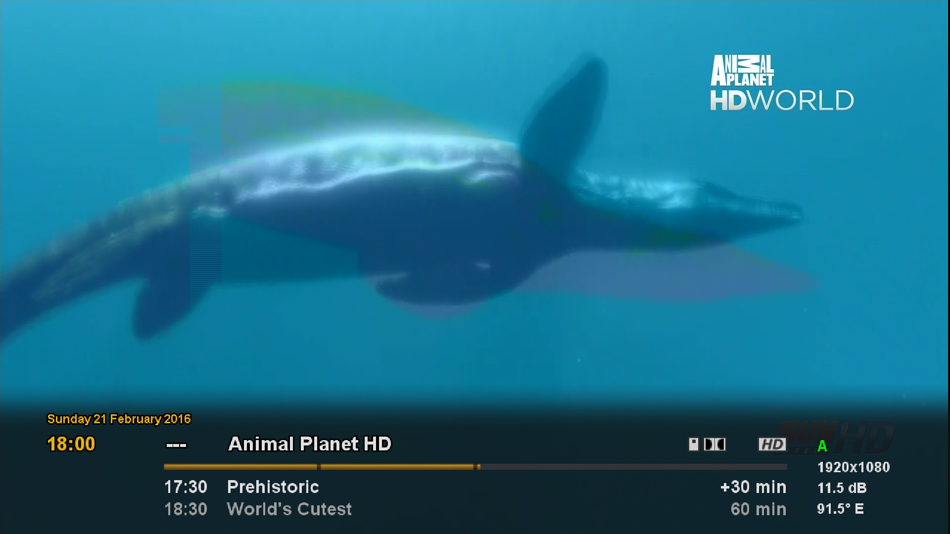 ANIMAL PLANET HD WORLD- SUN TV
