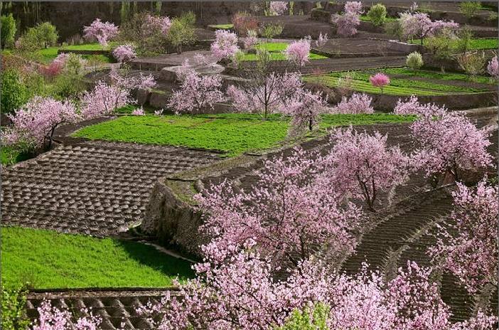 Spring Hunza.JPG