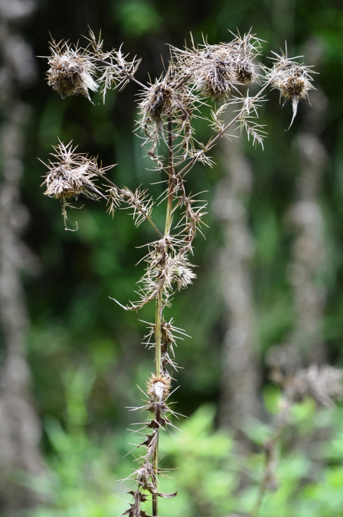 DSC_3413.jpg