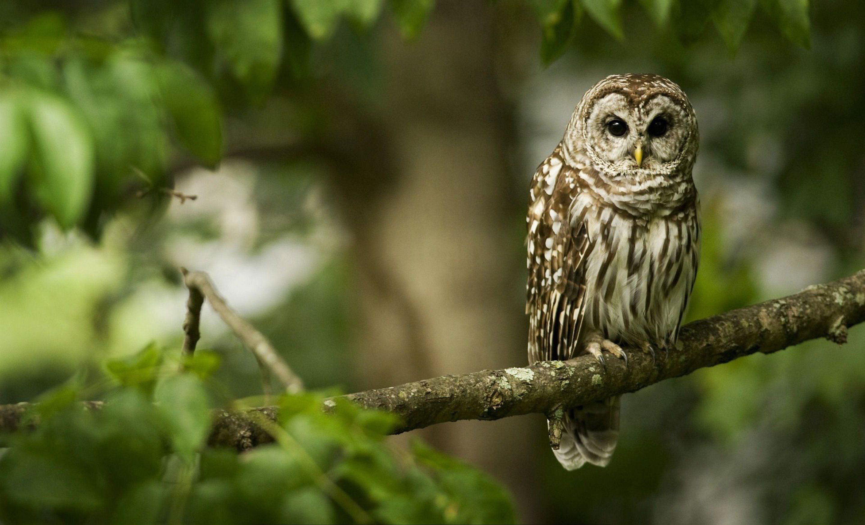 an-owl-sits-on-a-tree-branch.jpg