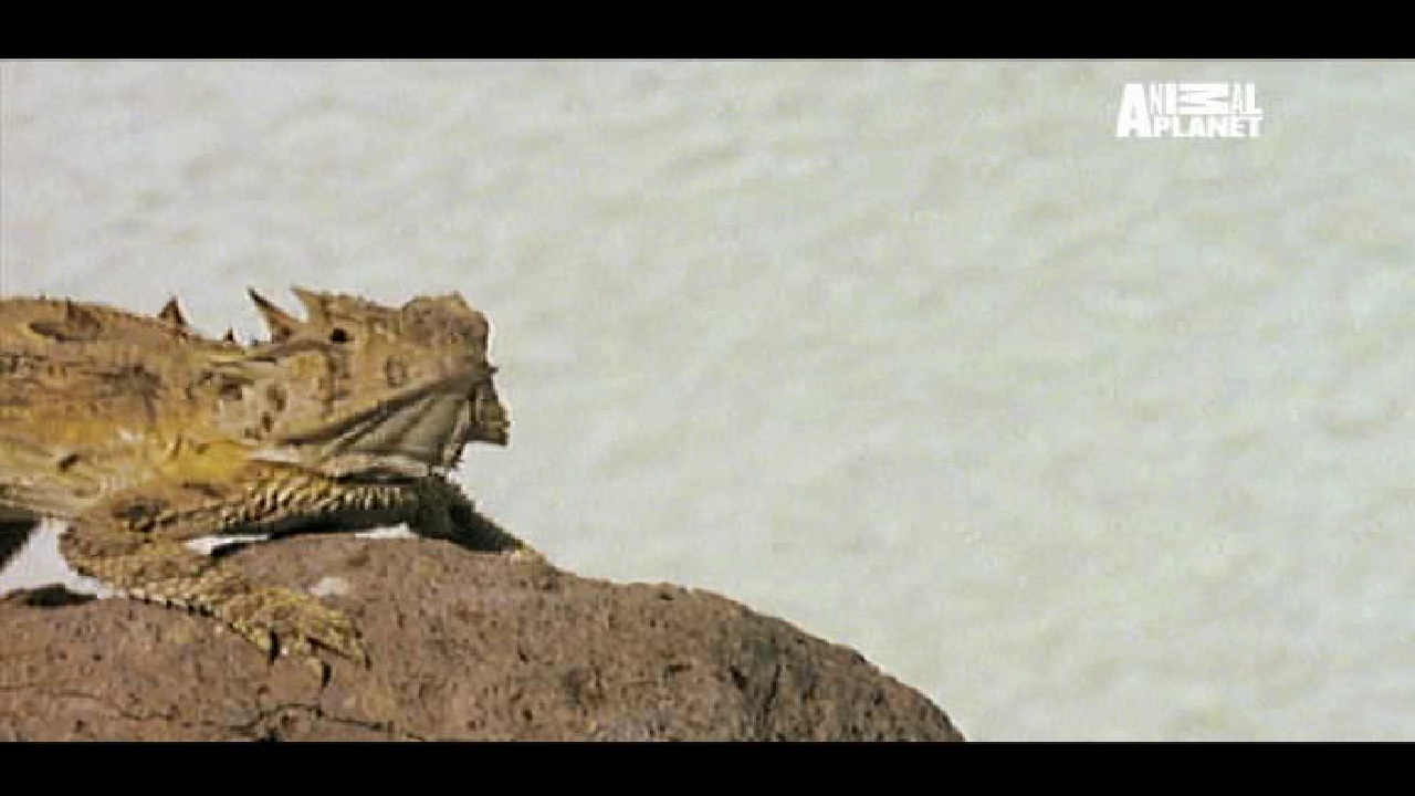 Animal Planet, 95E, 12647H