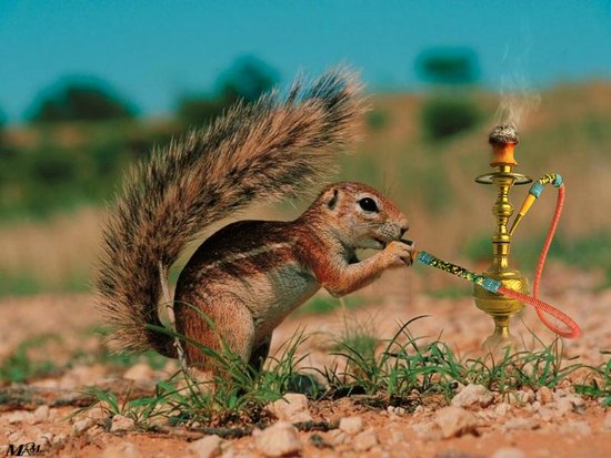 animal-funny-wallpapers.jpeg