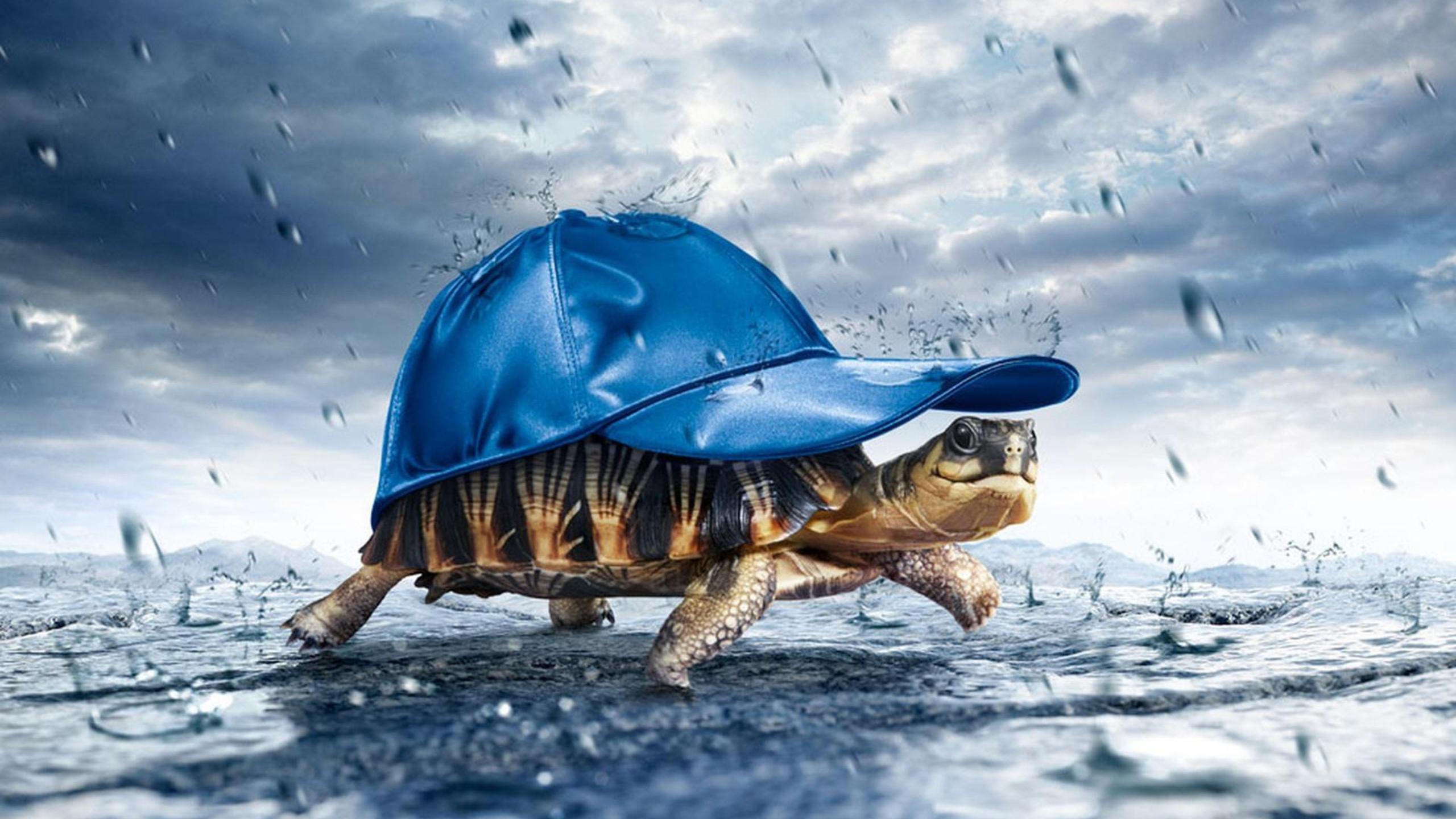 Funny-Turtle-HD-Wallpaper.jpg