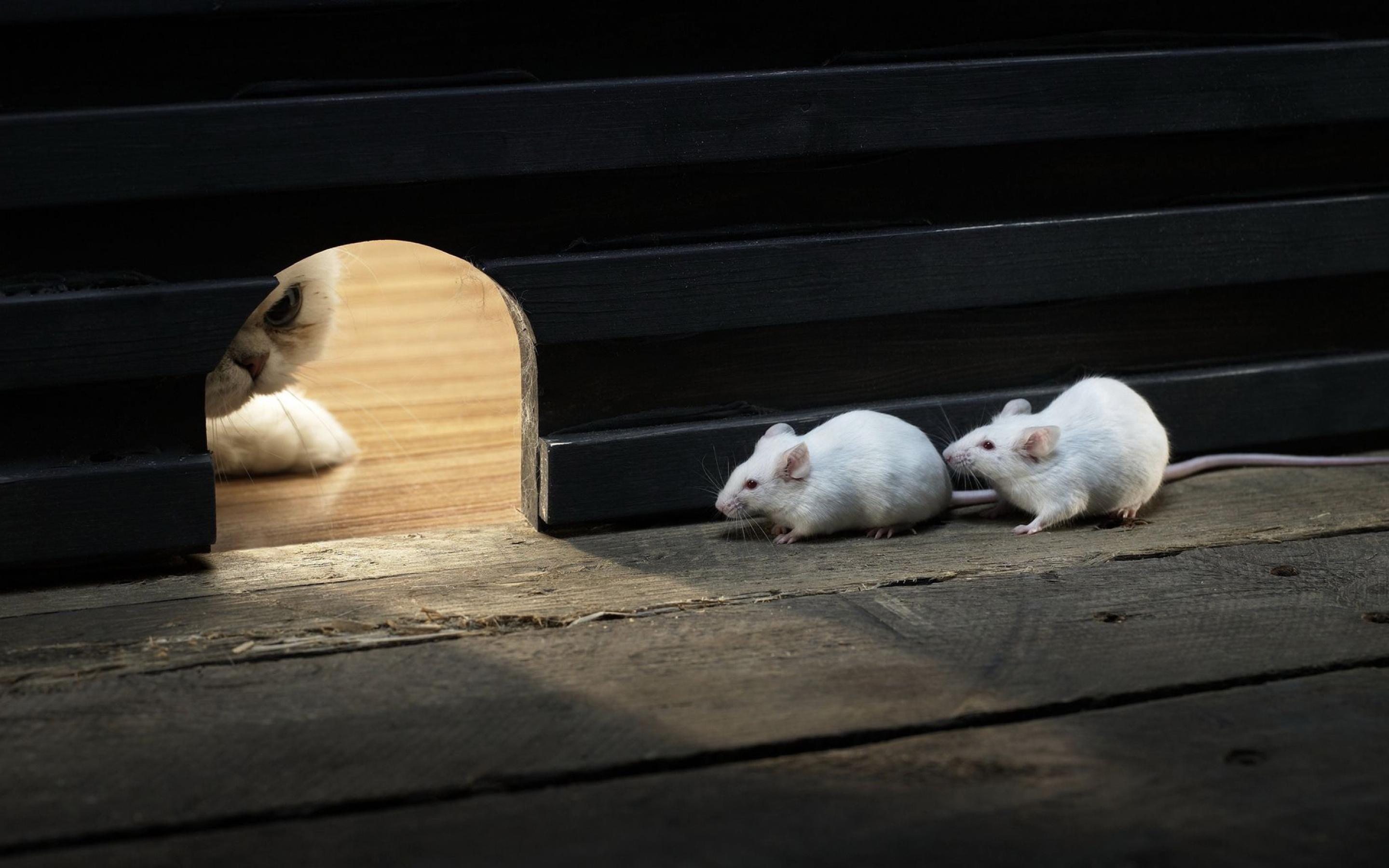 Mice-and-Cat.jpg